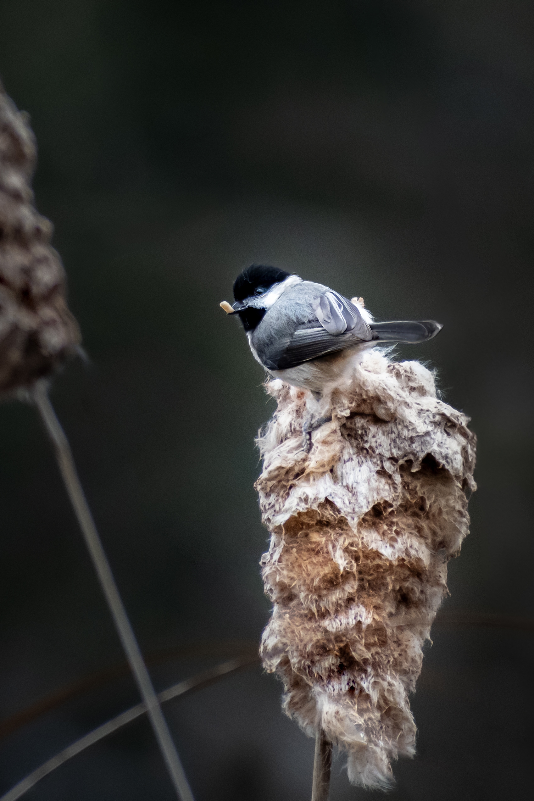 Chickadee Chompin’: A Black-Capped Beauty Among Cattails