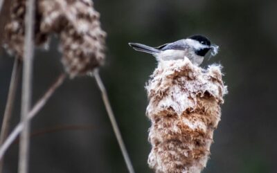 Chickadee’s Throne: A Black-Capped Bird Above the Cattails