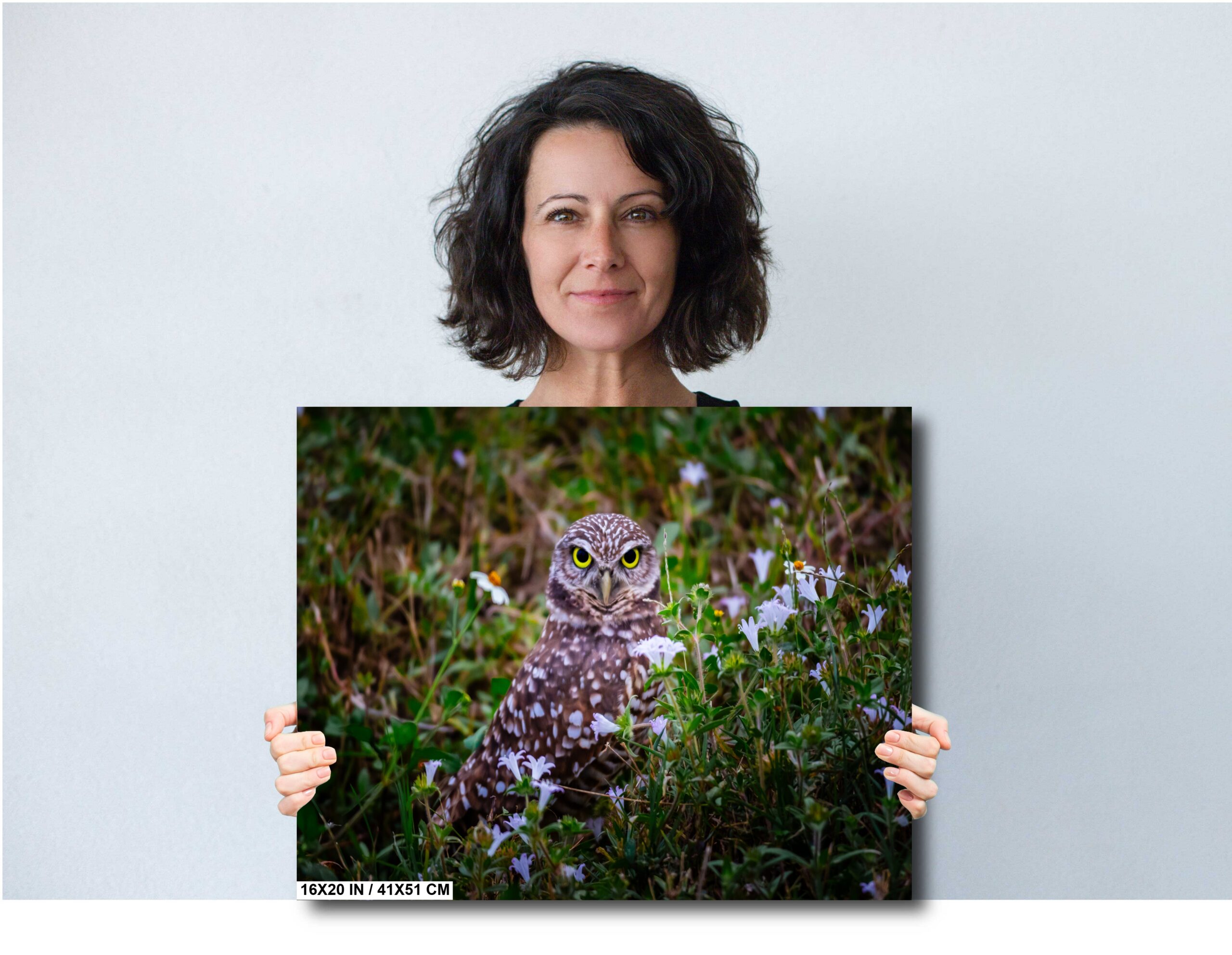 Burrowing Owl Amid Blossoms and Grass – Cape Coral’s Feathered Star Diagram Burrowing Owl Amid Blossoms and Grass – Cape Coral’s Feathered Star Diagram