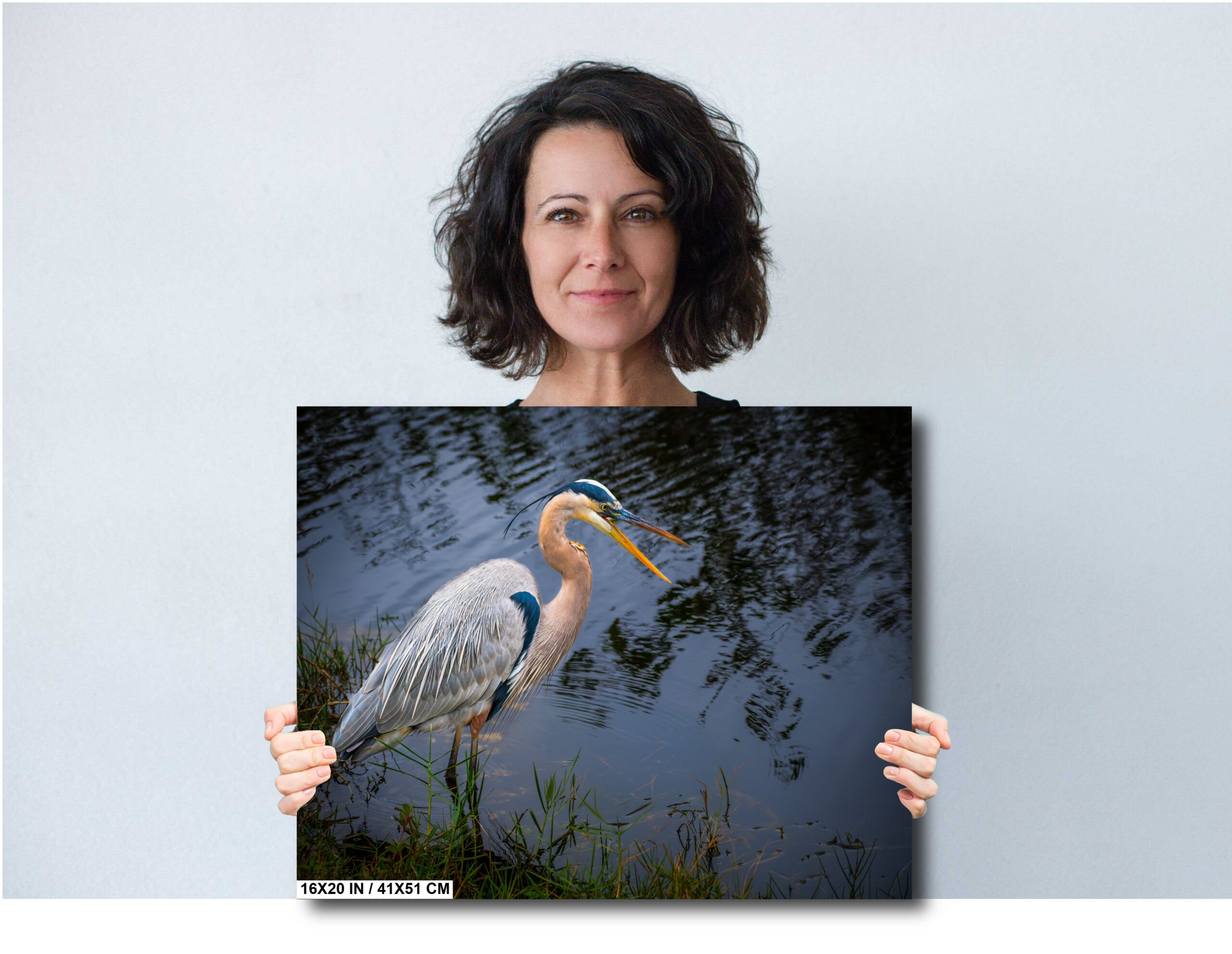Laughing Blue Heron: Everglades National Park Florida Diagram