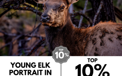 Viewbug.com: Top 10% Most Voted in ‘Image of the Month’ Photo Contest