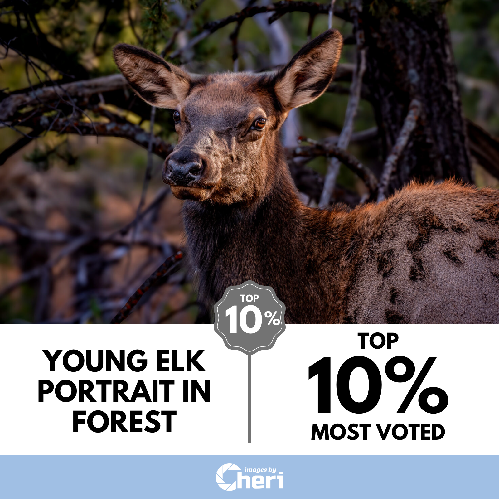 Young Elk Portrait in Forest_Image of the Month