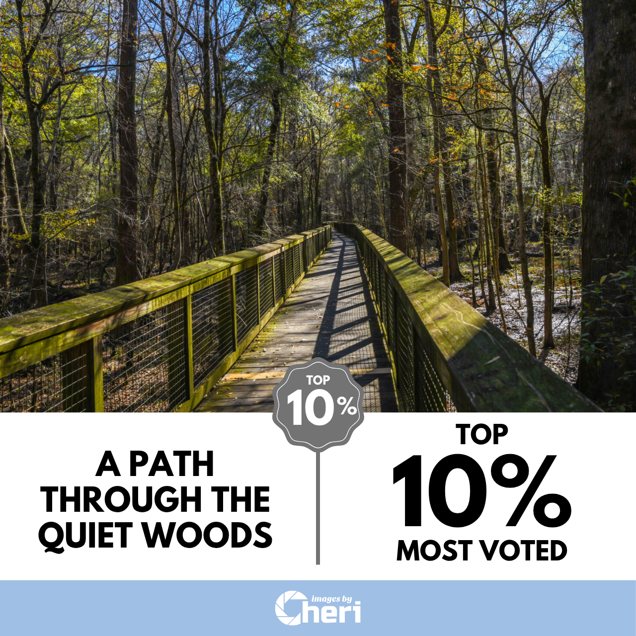 A Path Through the Quiet Woods Image of the Month