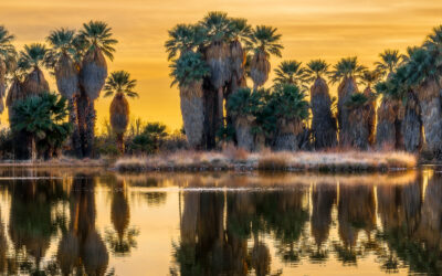 Sonoran Desert Agua Caliente Park Palm Oasis at Sunset