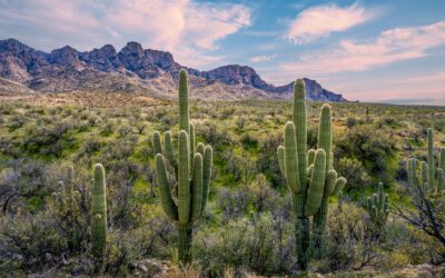 Catalina State Park Saguaro Sunset