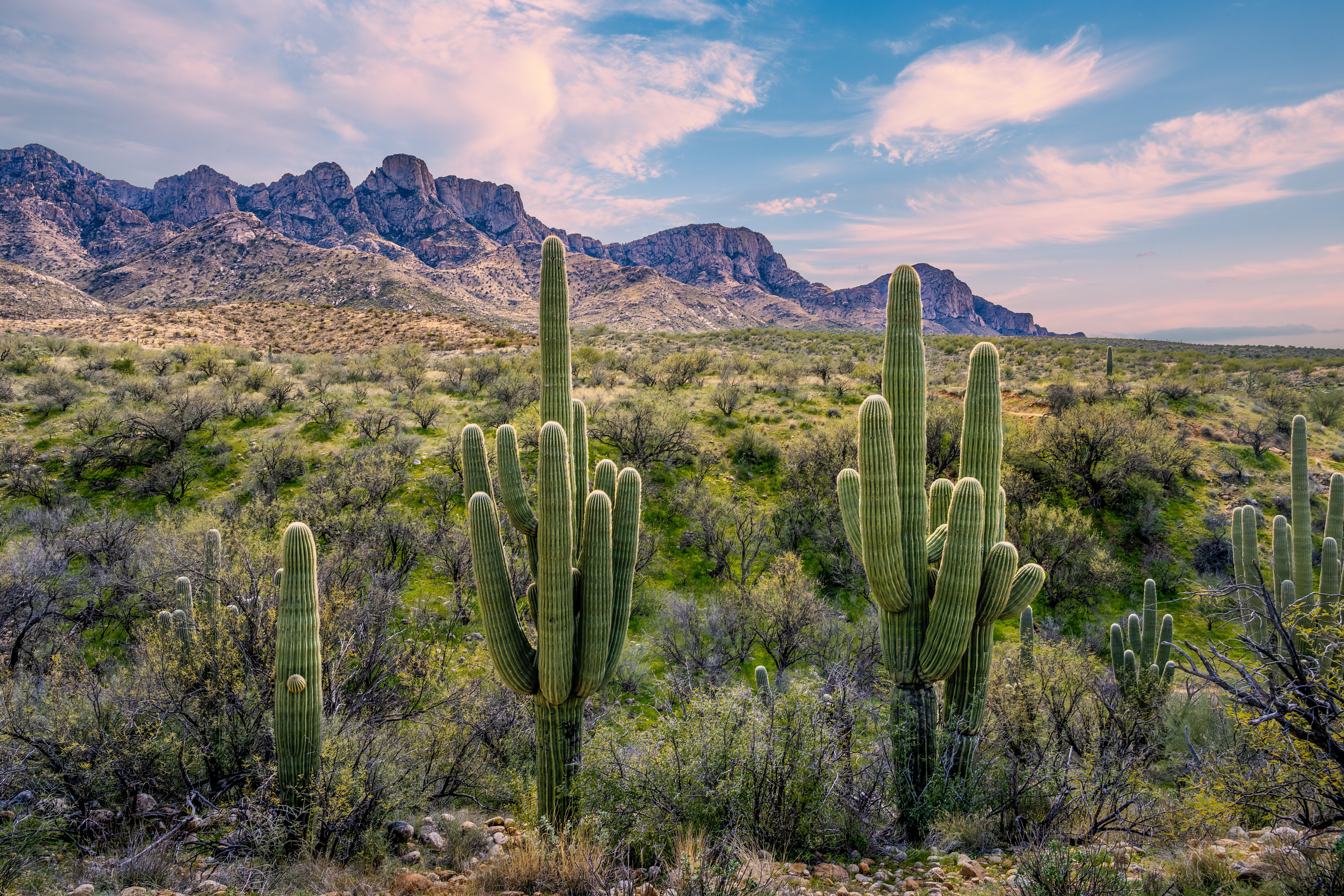 Catalina State Park Saguaro Sunset