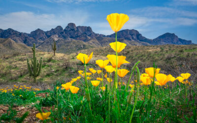 Arizona Poppies in Bloom