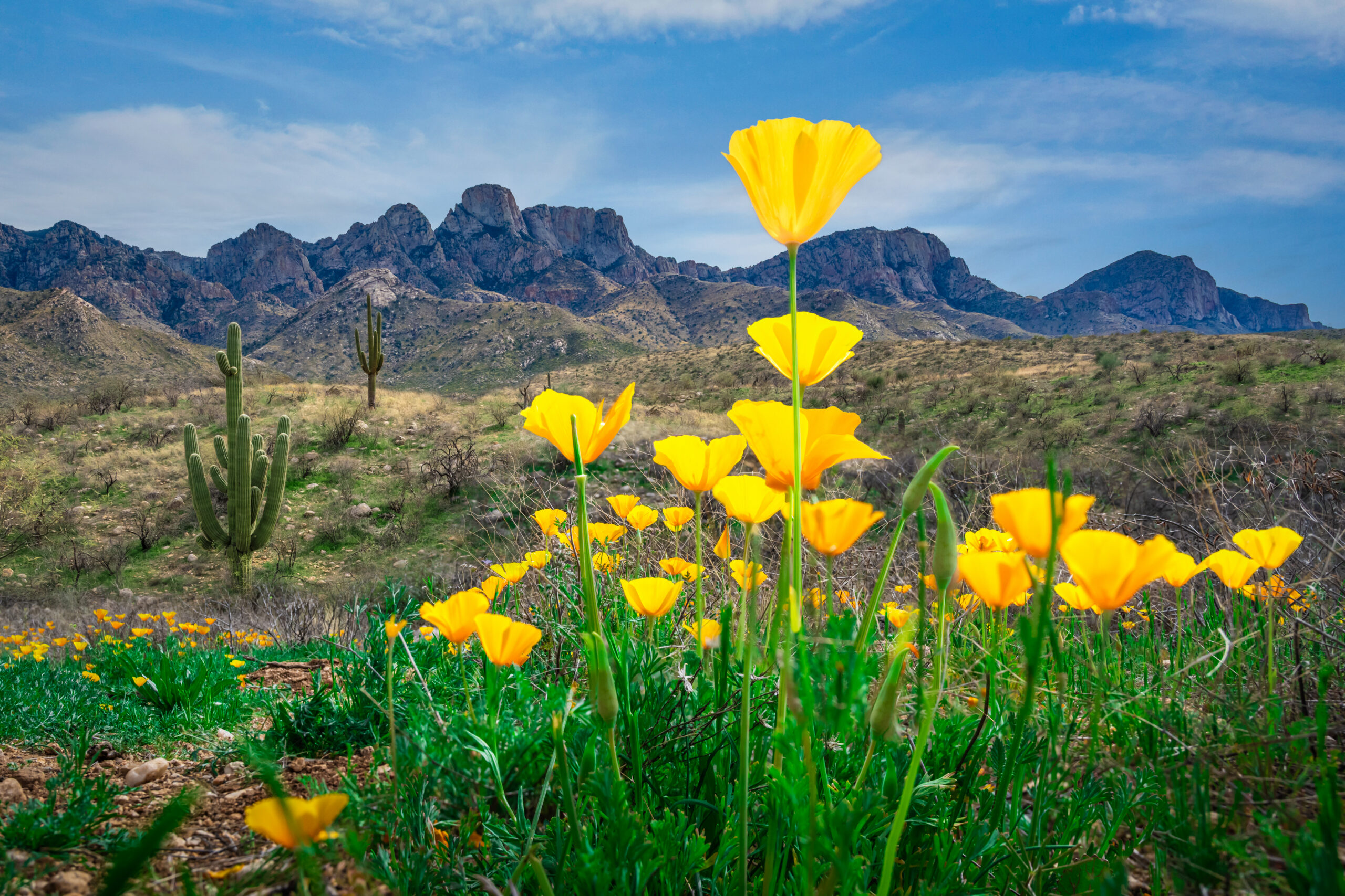 Arizona Poppies in Bloom Arizona Poppies in Bloom