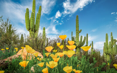 Sonoran Desert Yellow Poppies with Saguaros