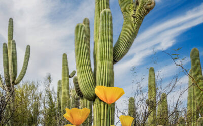 Mexican Gold Poppies Beneath Saguaros