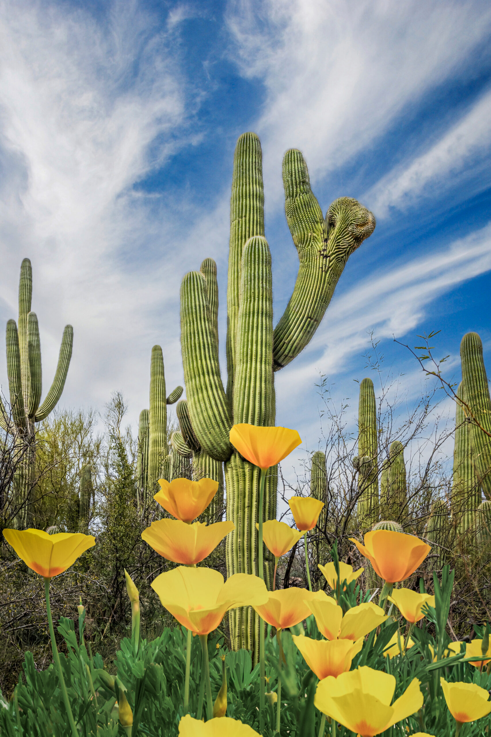 Mexican Gold Poppies Beneath Saguaros