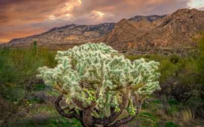Cholla Cactus at Sunset Sonoran Desert