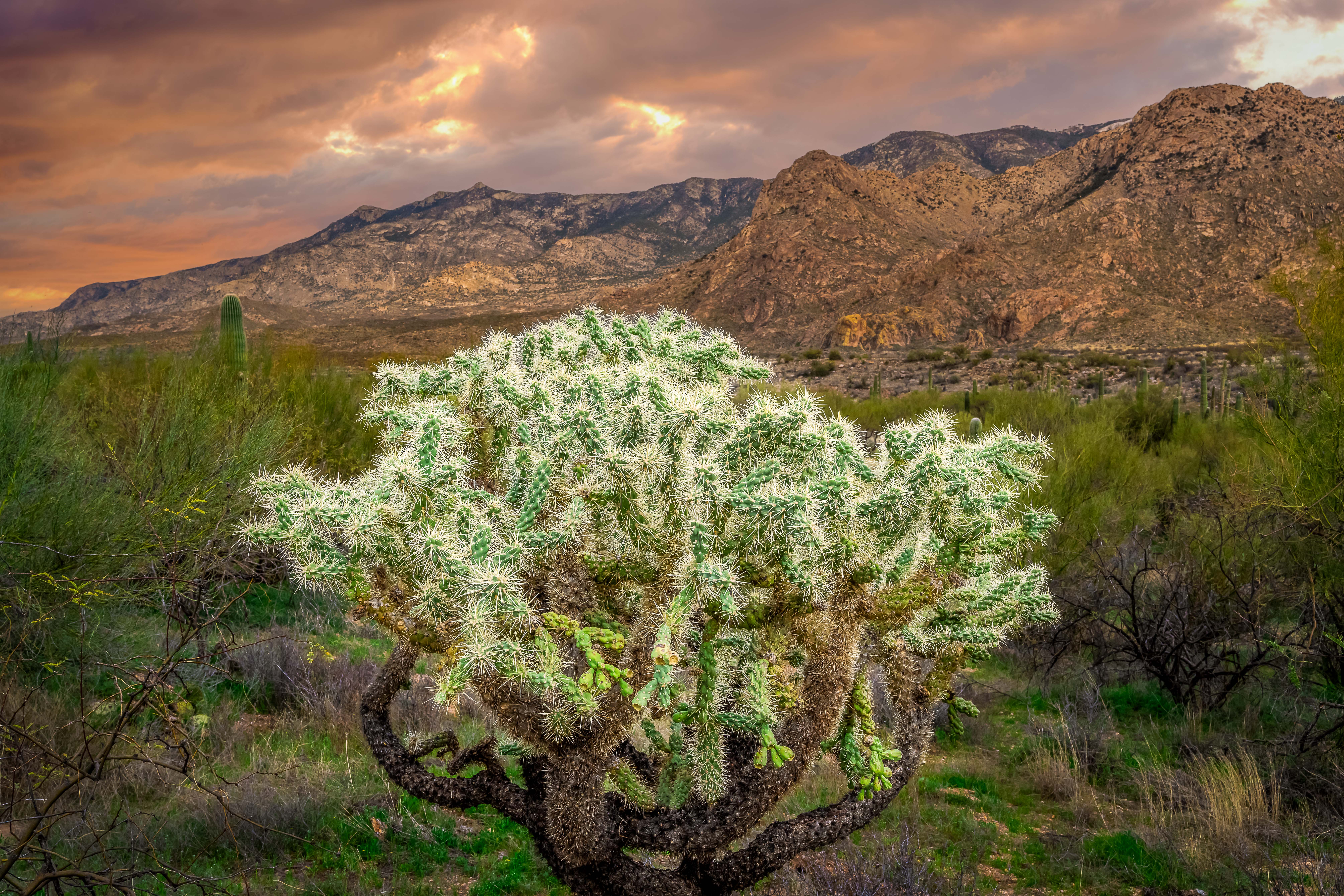 Cholla Cactus at Sunset Sonoran Desert Cholla Cactus at Sunset Sonoran Desert