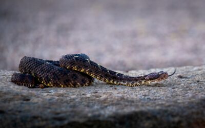 Arizona Black Rattlesnake