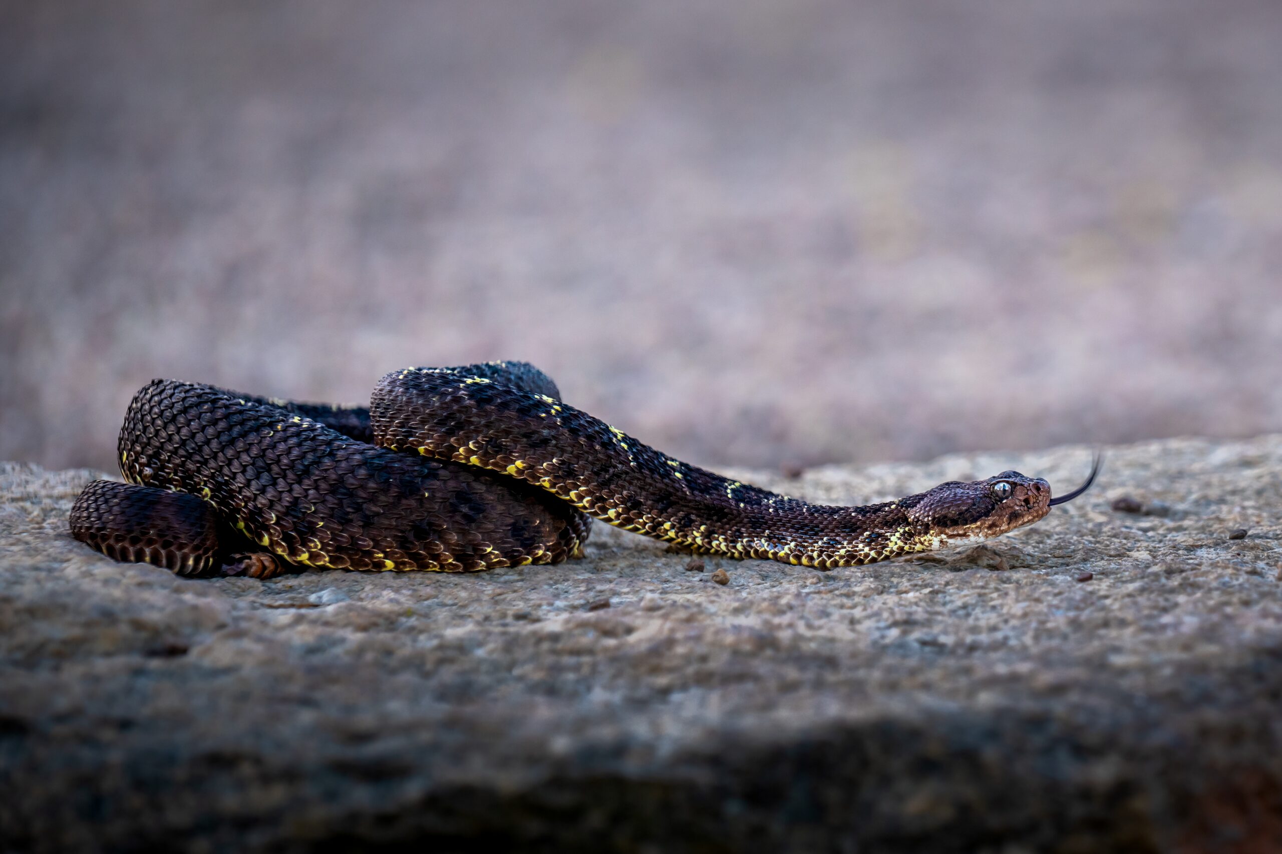Arizona Black Rattlesnake