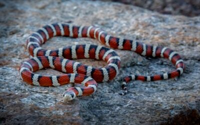 Arizona Mountain Kingsnake