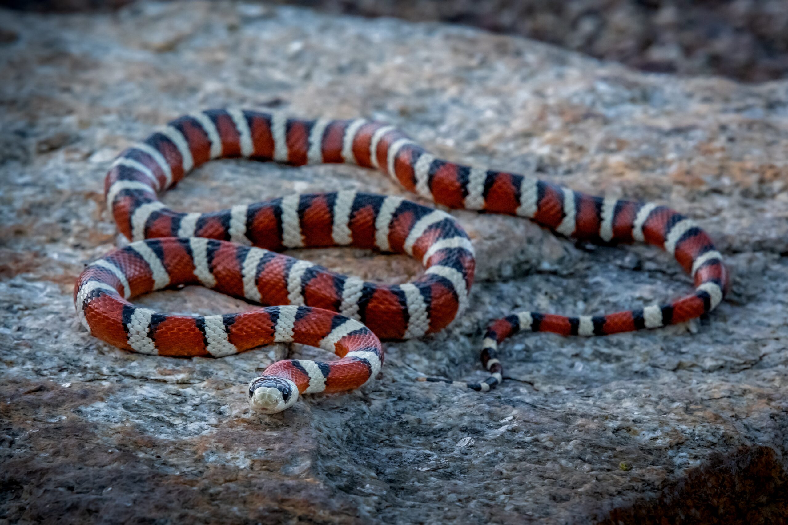 Arizona Mountain Kingsnake Arizona Mountain Kingsnake