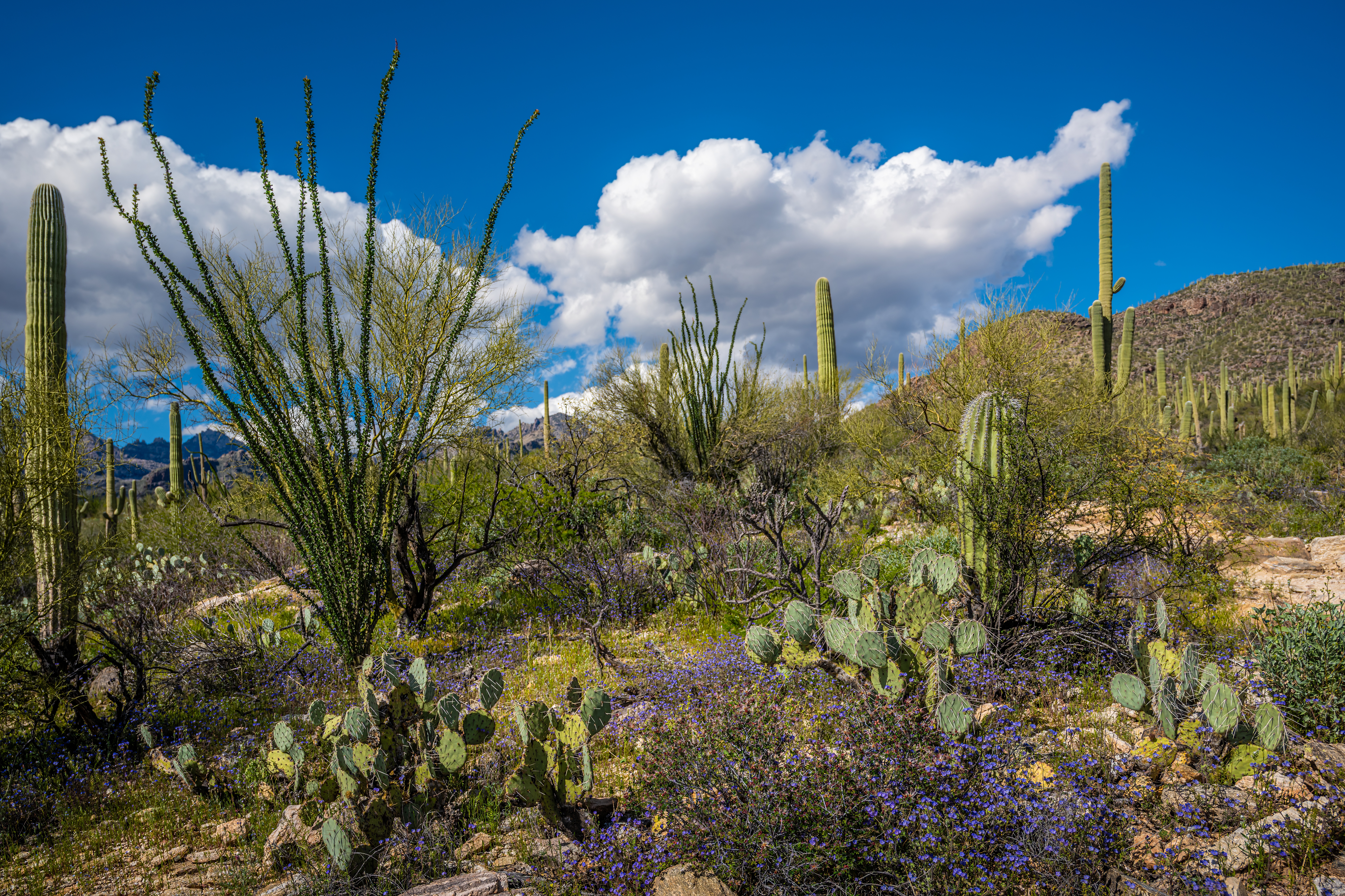 Sonoran Desert Spring Wildflowers with Saguaros
