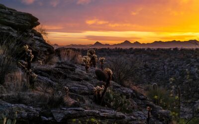 Sonoran Desert Sunset with Cholla and Saguaros