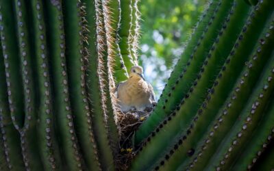 Mourning Dove in Saguaro Cactus Nest Arizona Desert Wildlife