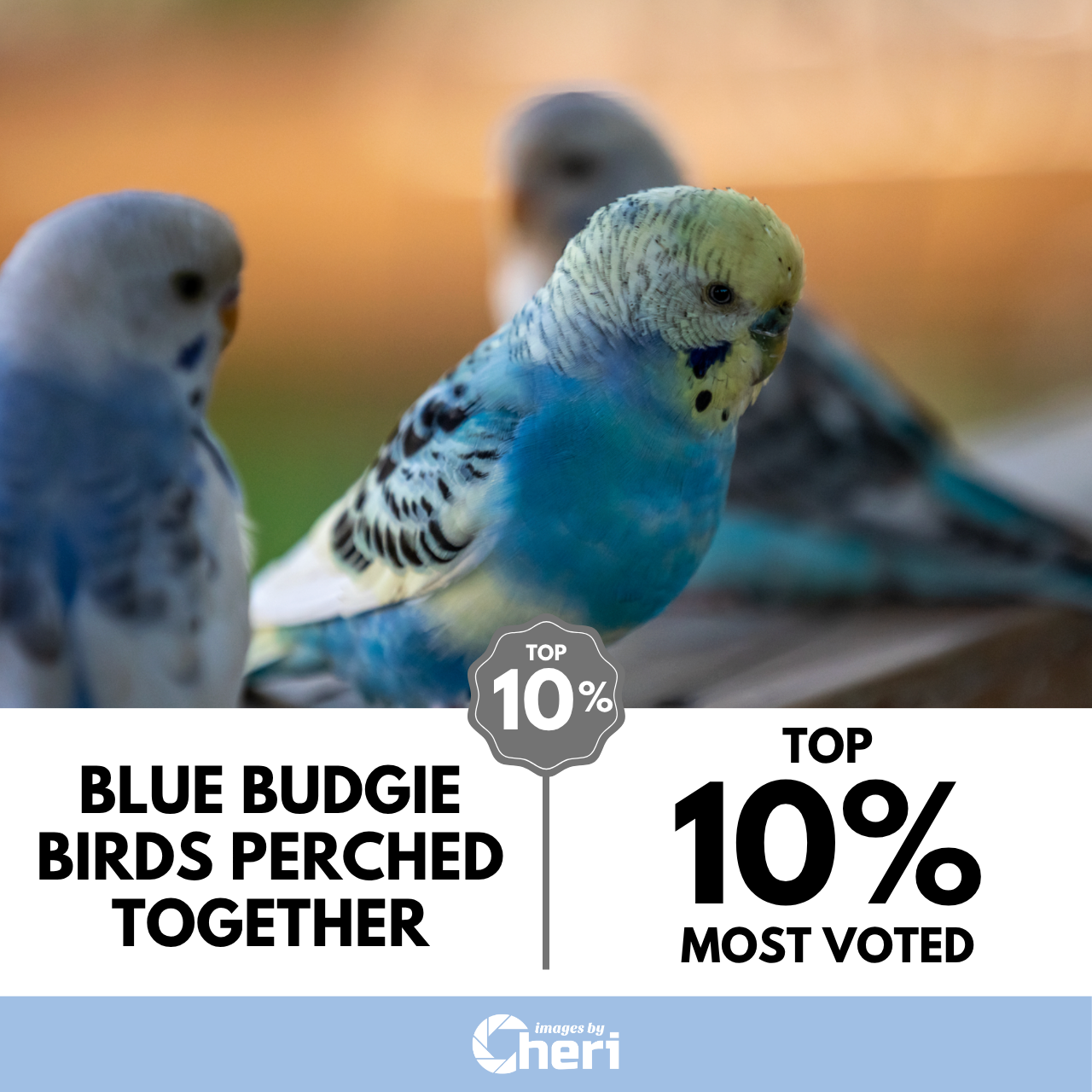 Blue Budgie Birds Perched Together_Depth of Field