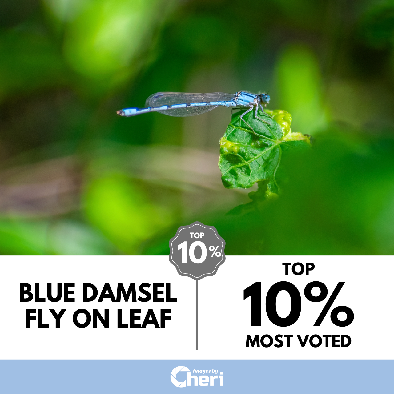 Blue Damselfly on Leaf_Macro Moments