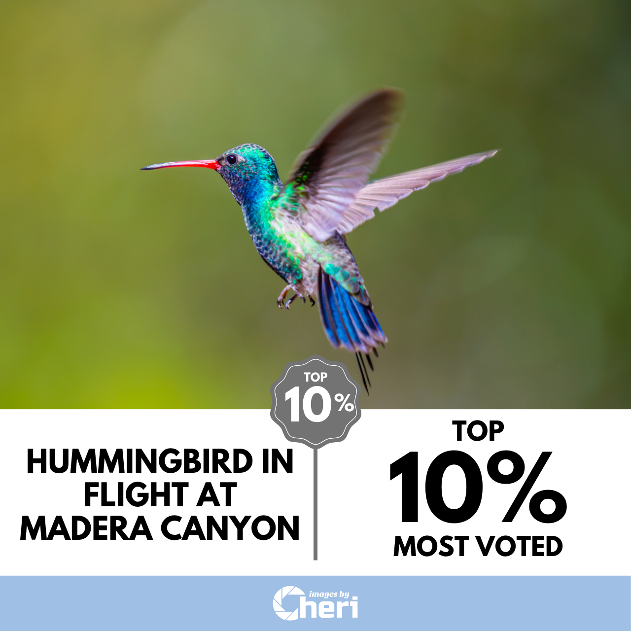 Hummingbird in Flight at Madera Canyon_Depth of Field