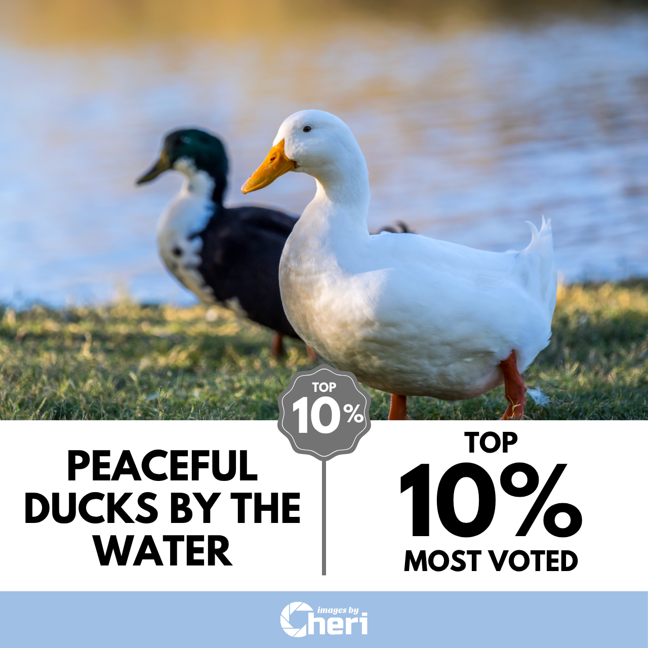 Peaceful Ducks by the Water_Depth of Field