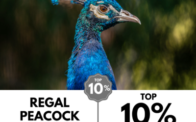 Viewbug.com: Top 10% Most Voted in ‘Bokeh Frames’ Photo Contest