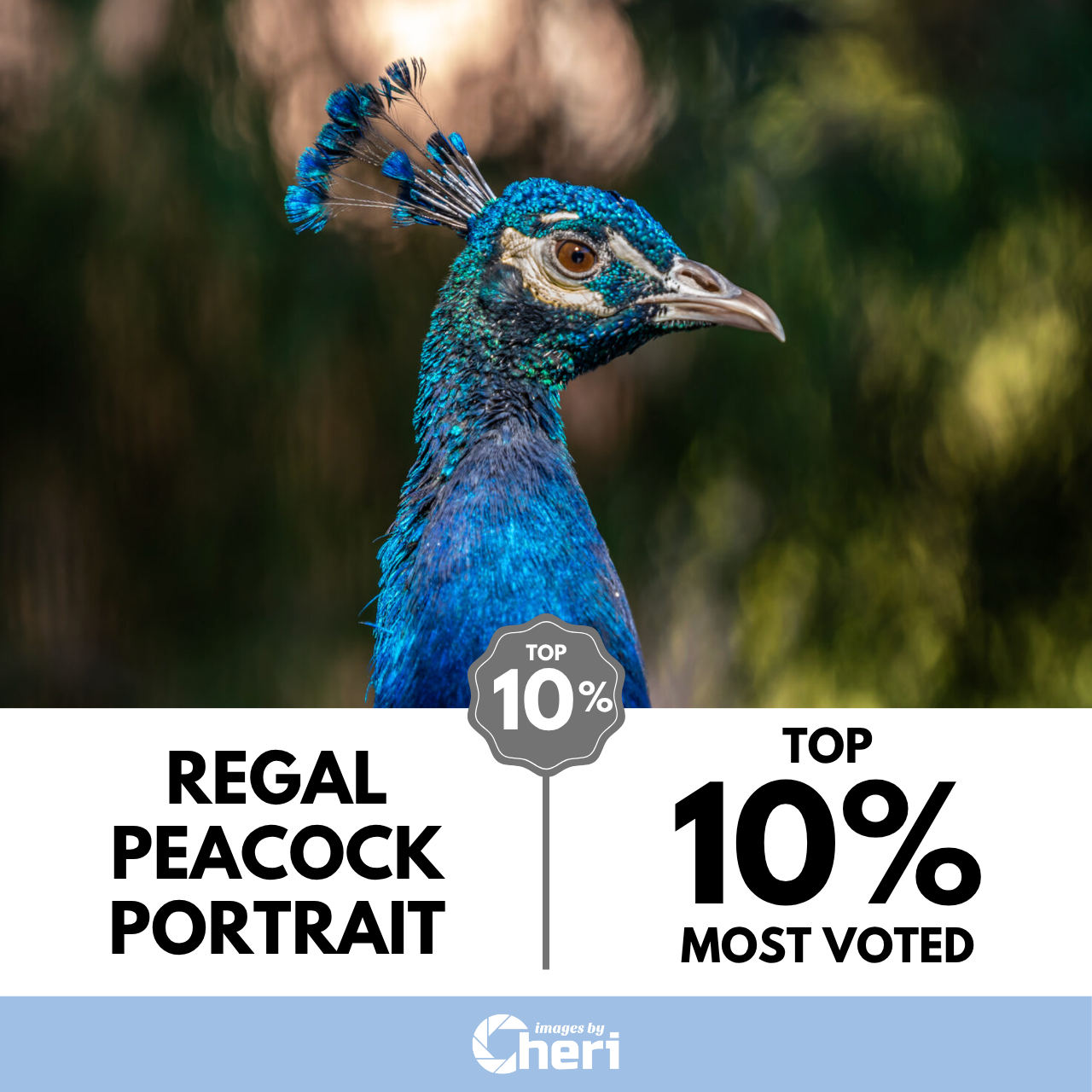 Regal Peacock Portrait