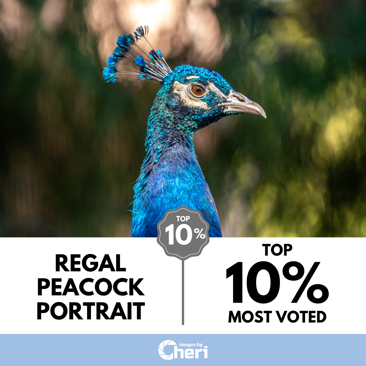Regal Peacock Portrait_Depth of Field