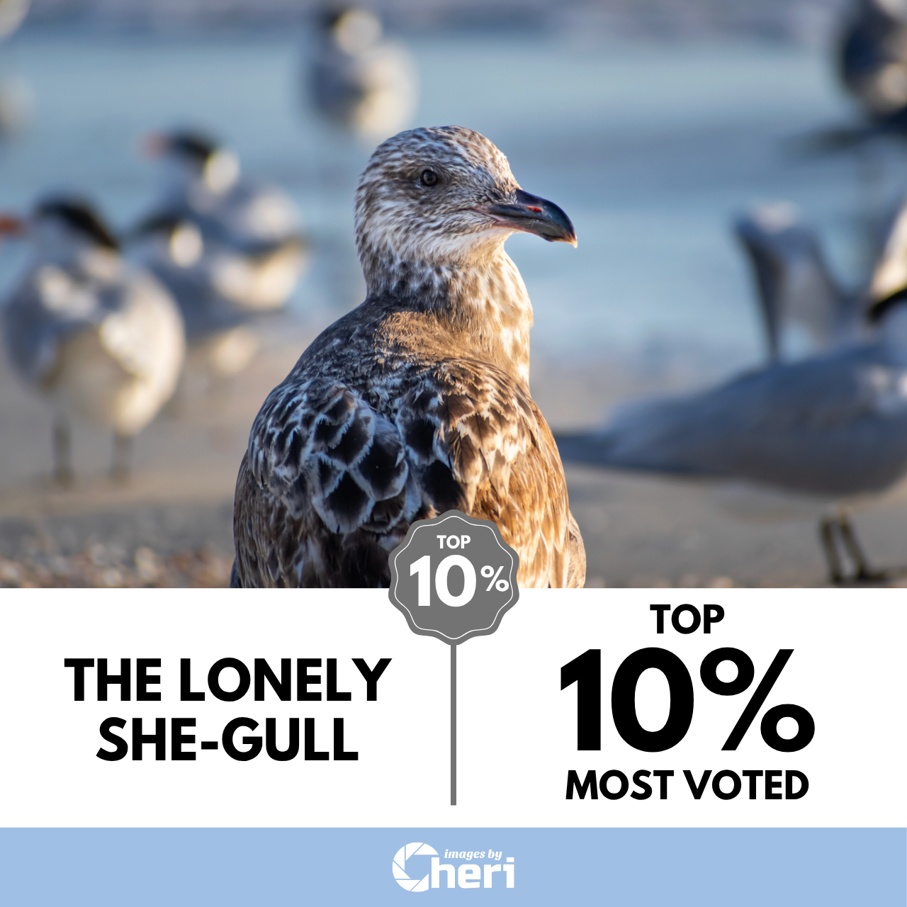 The Lonely She-Gull_Depth of Field