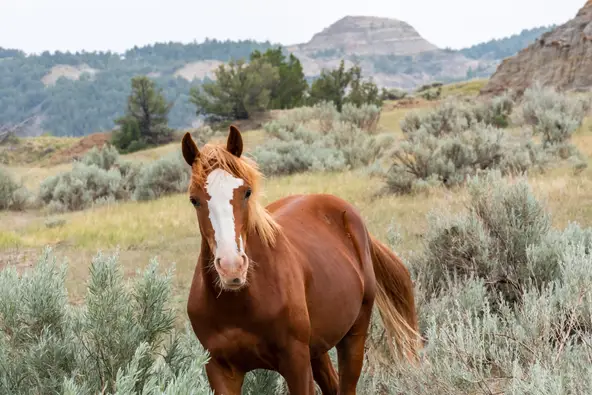 11 Destinations Where You Can See Wild Horses