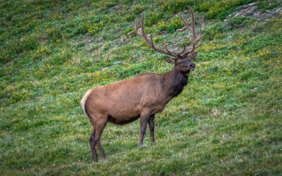 Bull Elk in Alpine Wildflowers Rocky Mountain
