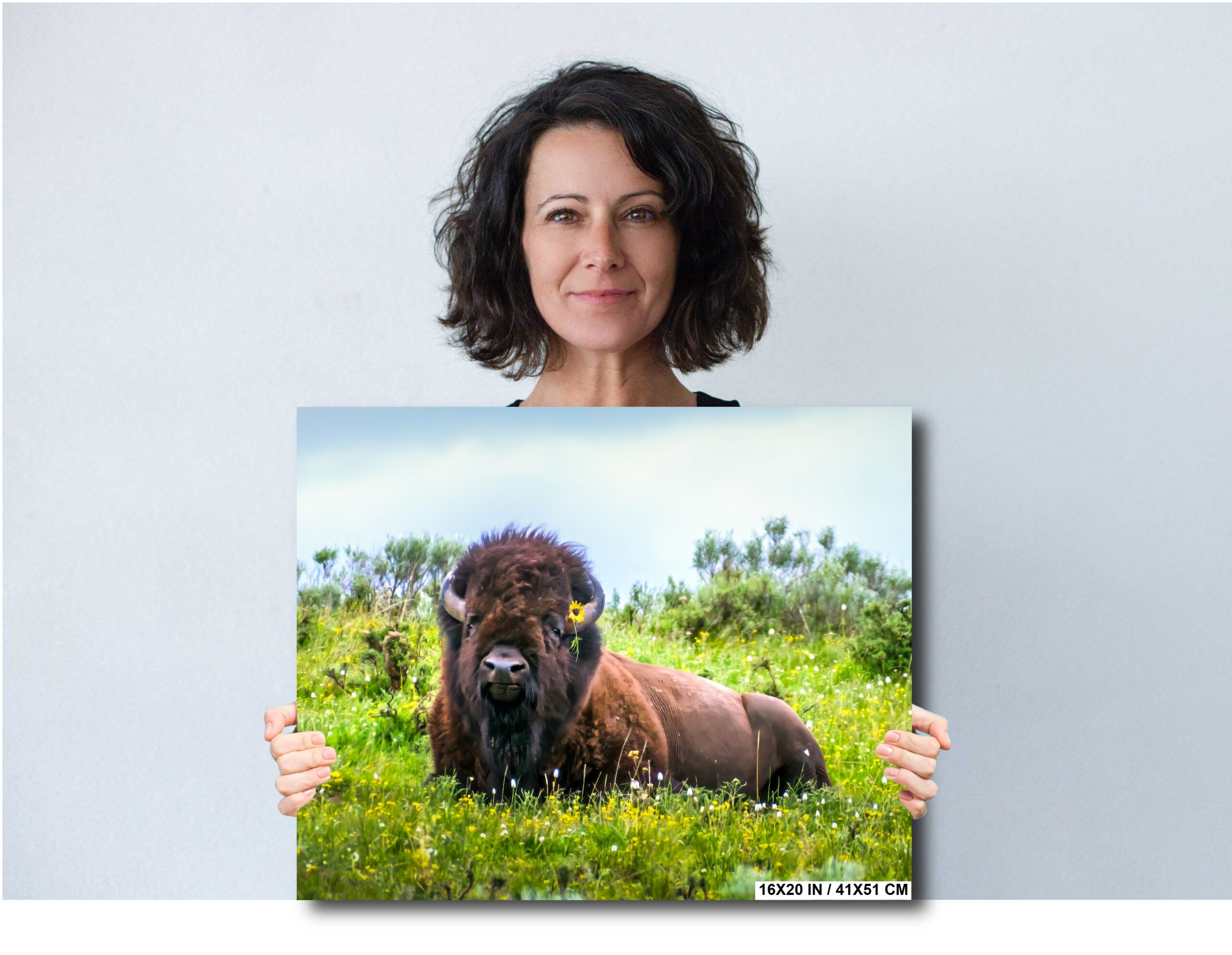 American Bison in Field of Flowers Diagram American Bison in Field of Flowers Diagram