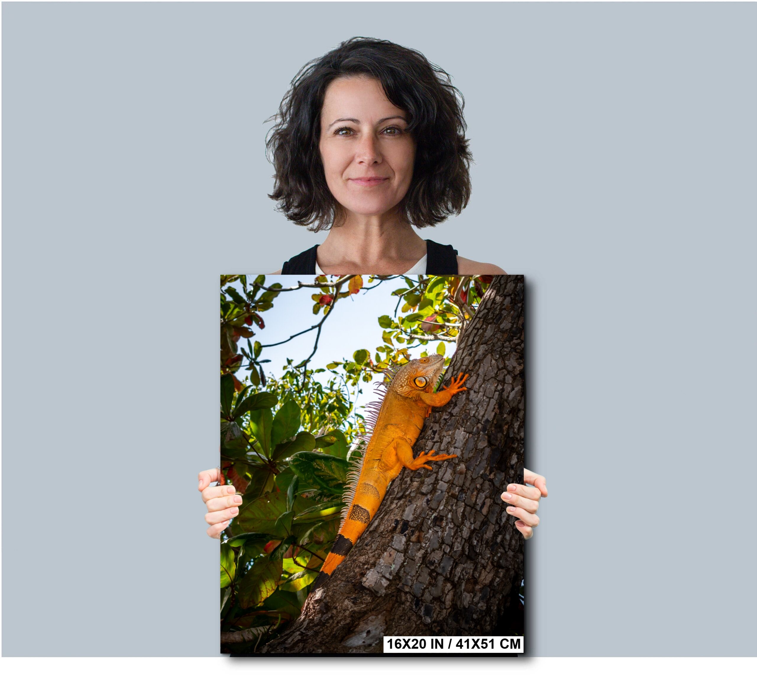 Key West Orange Iguana on Tree Trunk Diagram
