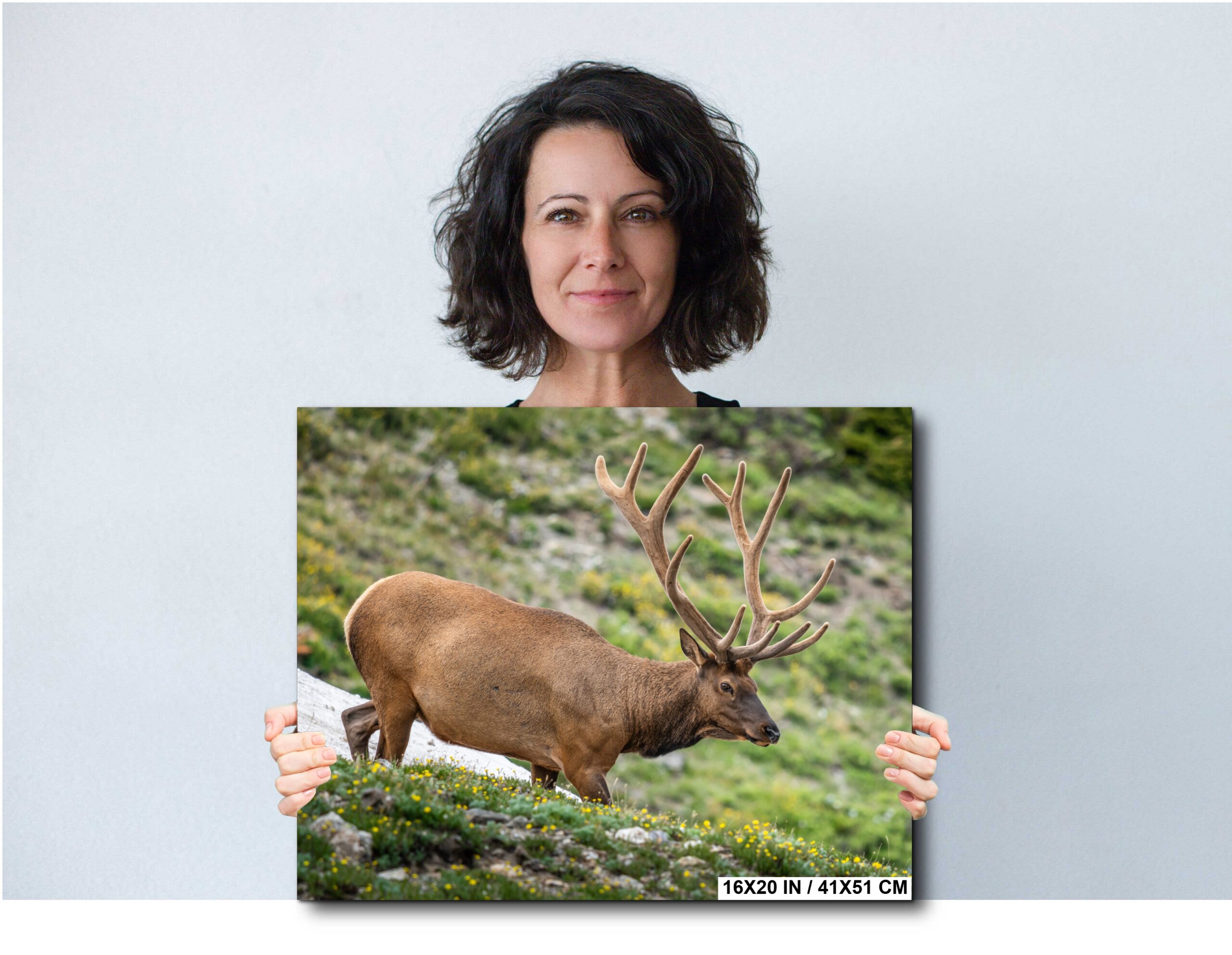 Bull Elk in Alpine Wildflowers Diagram