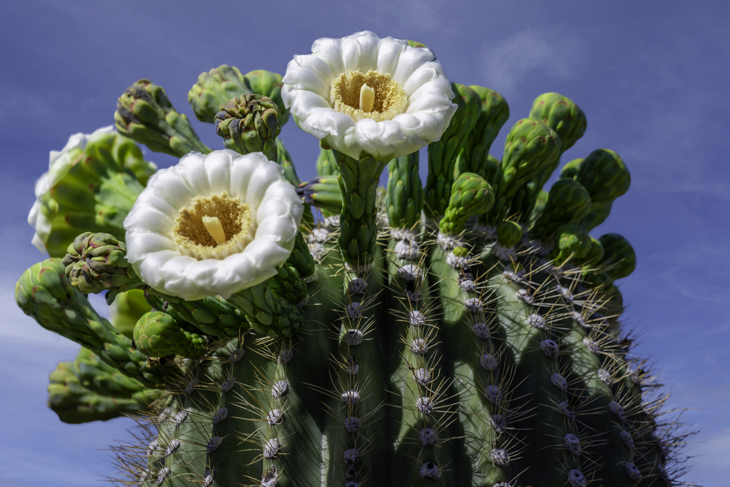 Saguaro Cactus Flower Close Up Saguaro Cactus Flower Close Up