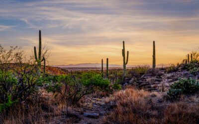 Sonoran Desert Valley Sunset with Saguaros
