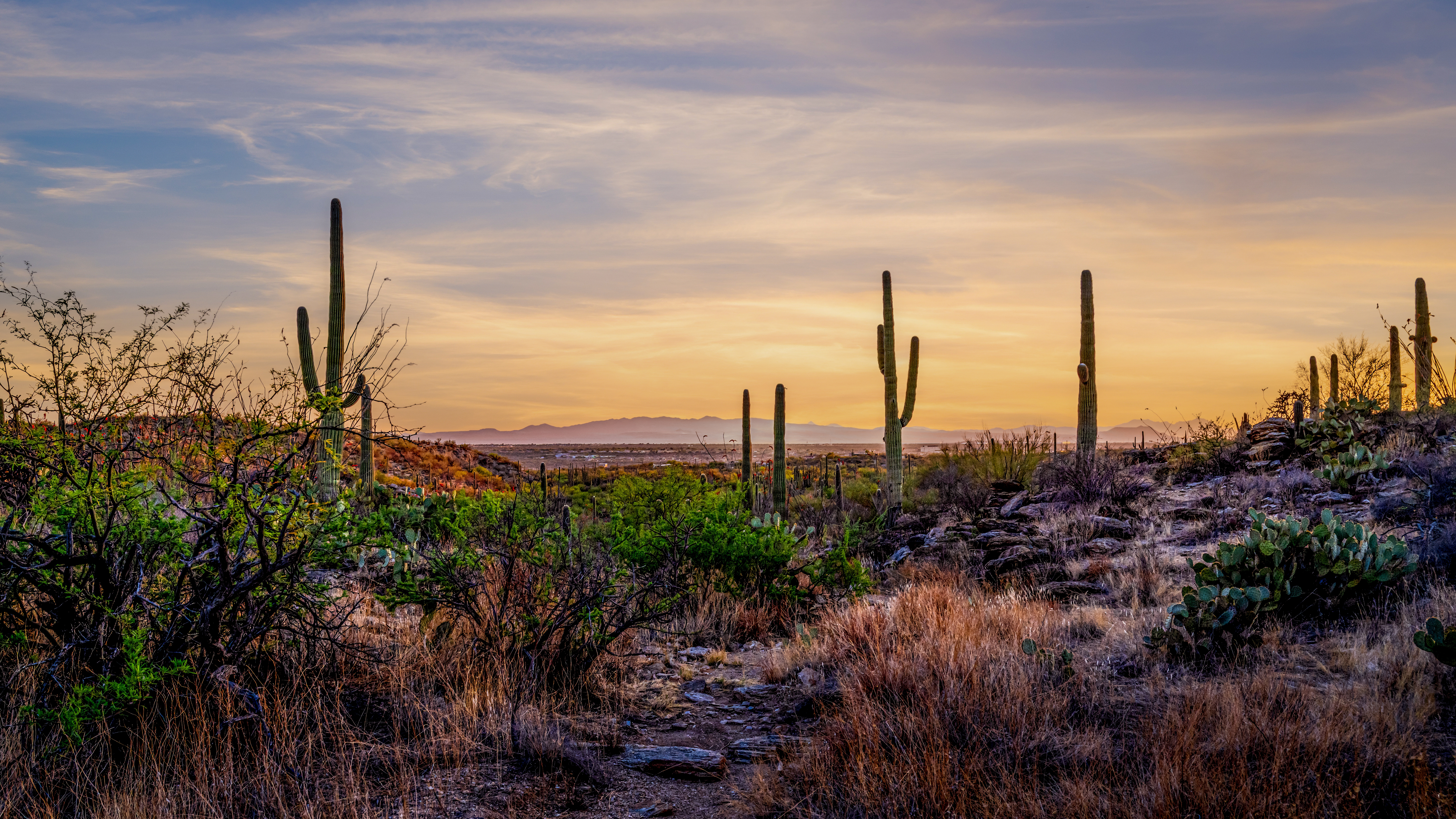 Sonoran Desert Valley Sunset with Saguaros Sonoran Desert Valley Sunset with Saguaros