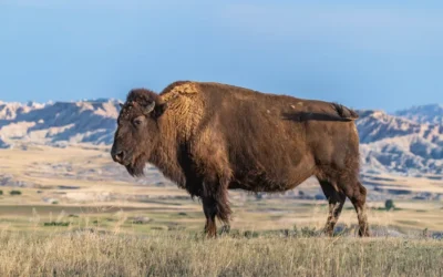 Forget Yellowstone, Here Are 10 Spots Where You Can See Bison Roam Wild In The Midwest