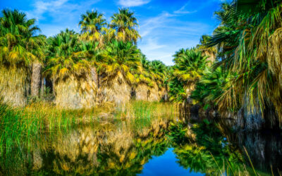 Coachella Valley Preserve California