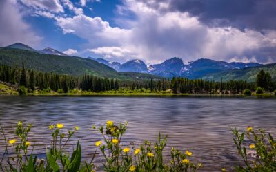 Golden Blooms by the Lake in Rocky Mountain National Park, Colorado