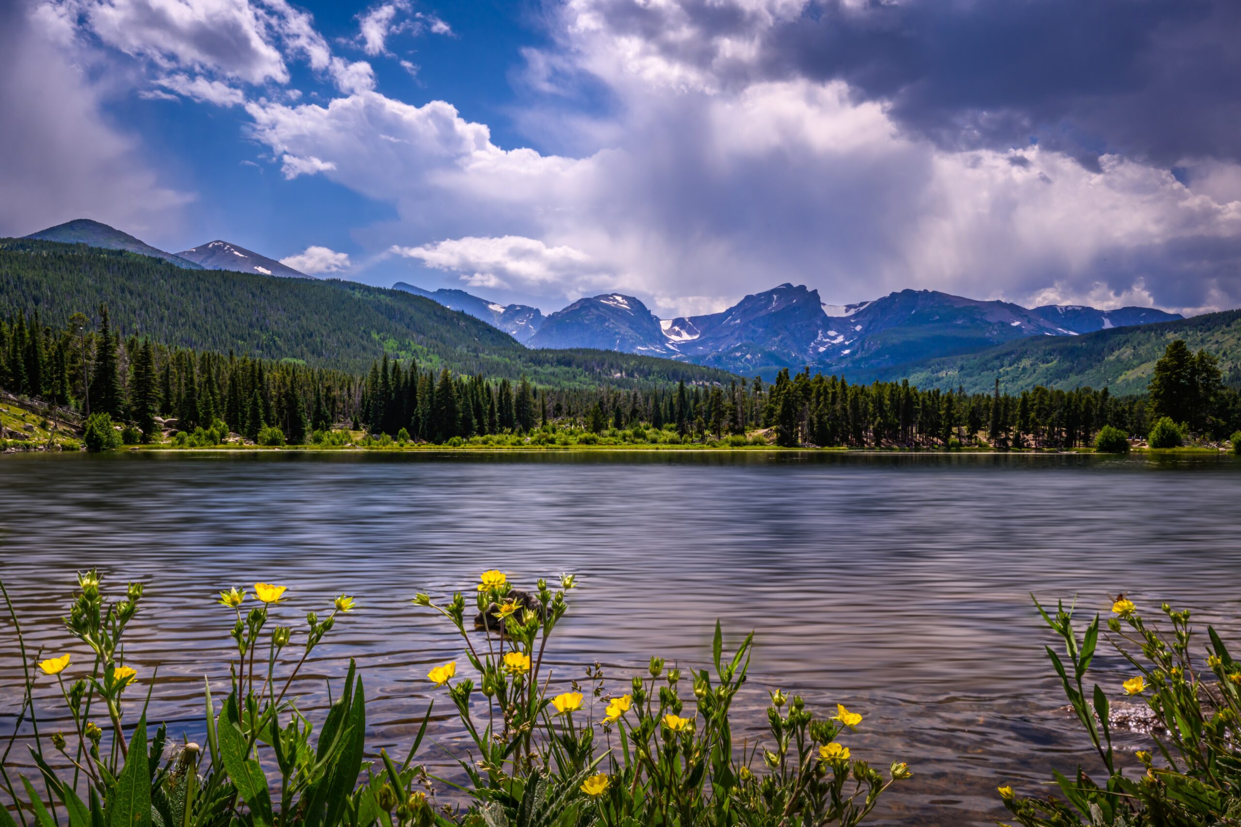 Golden Blooms by the Lake in Rocky Mountain National Park, Colorado Golden Blooms by the Lake in Rocky Mountain National Park, Colorado