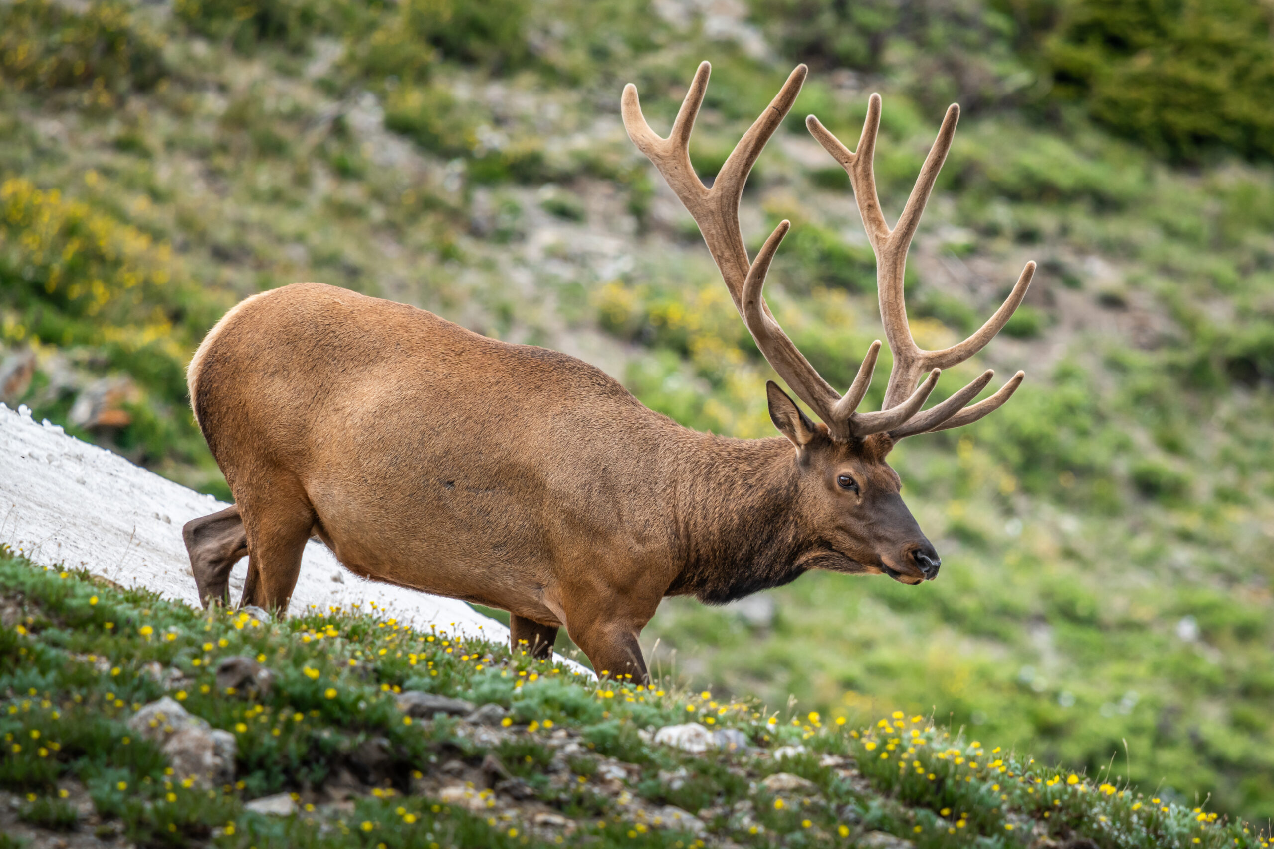 Bull Elk in Alpine Wildflowers