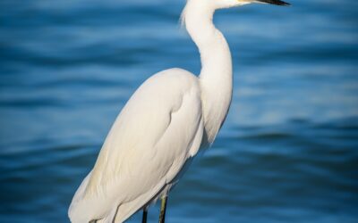 Pure As Driven Snow: Snowy Egret on the Shores of Anna Maria