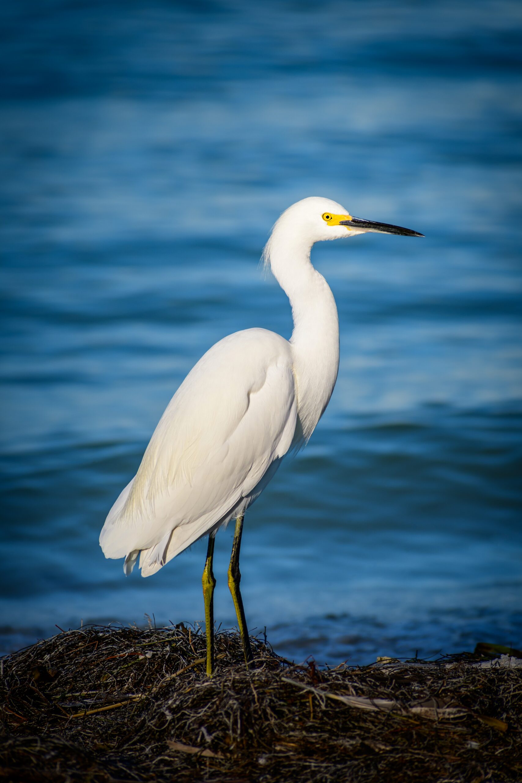 Pure As Driven Snow: Snowy Egret on the Shores of Anna Maria Pure As Driven Snow: Snowy Egret on the Shores of Anna Maria