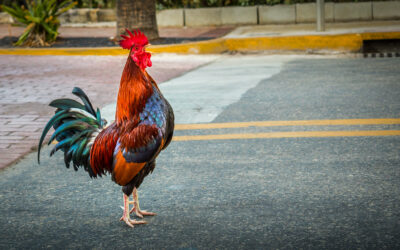 City Cock-a-Doodle-Doo: Rooster Traffic Stop