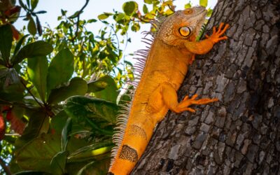 Key West Orange Iguana on Tree Trunk