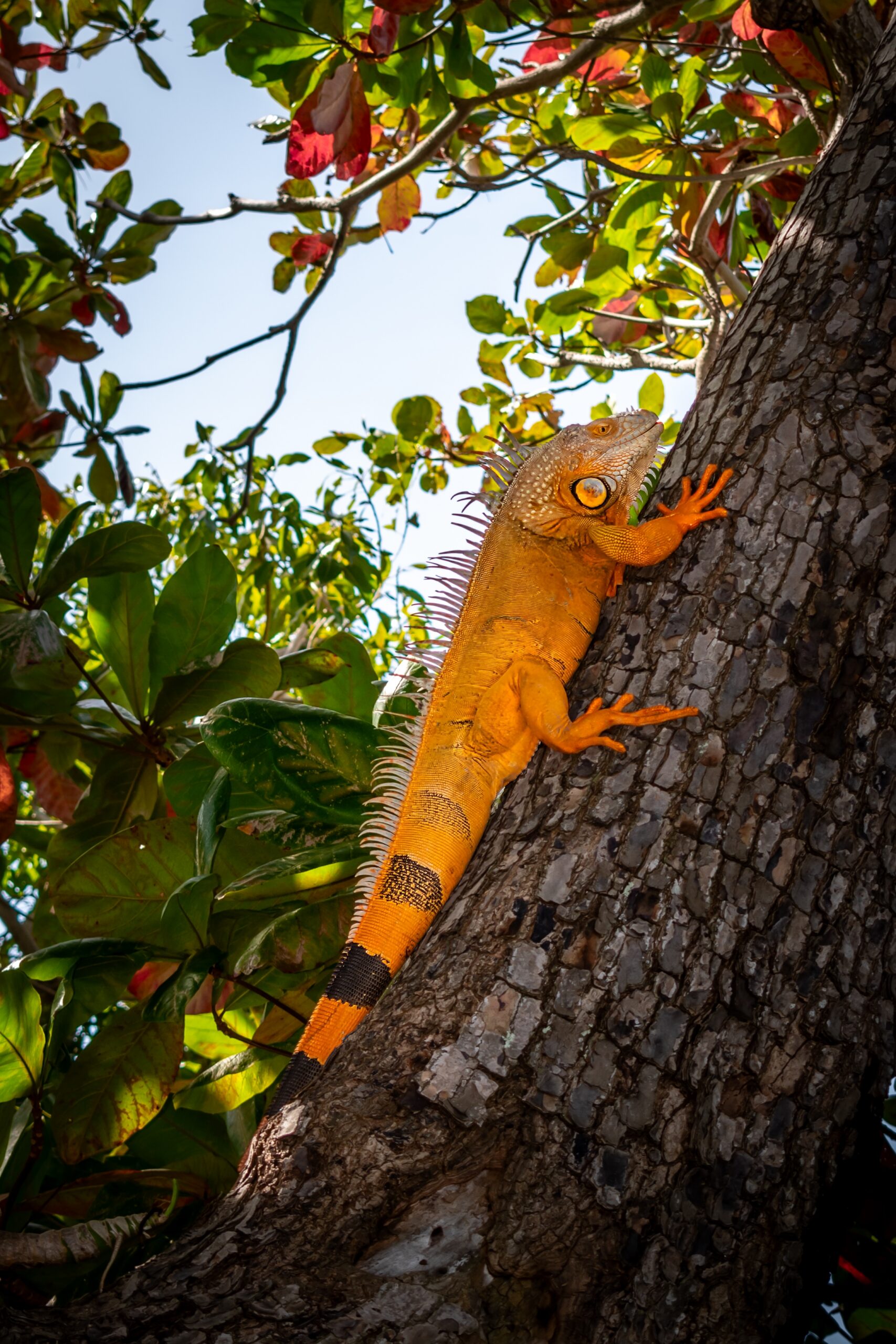 Key West Orange Iguana on Tree Trunk